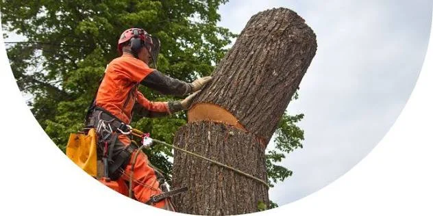 Crew trimming — tree2