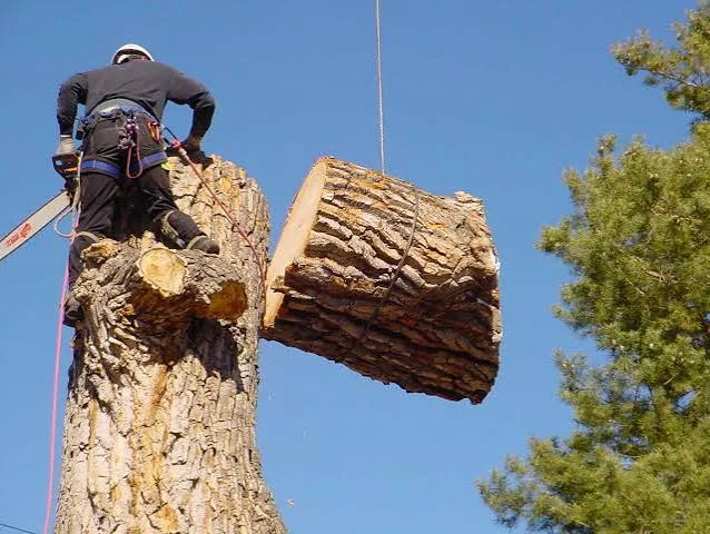 Crew trimming — tree1